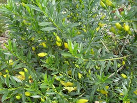 Eremophila maculata yellow.jpg